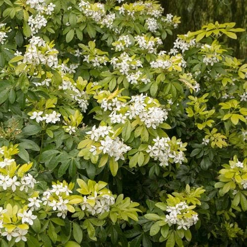 Choisya ternata Sundance