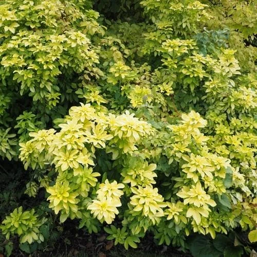 Choisya ternata Sundance