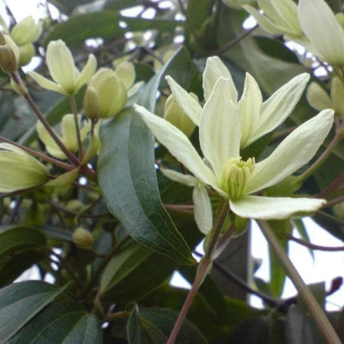 Clematis Armandi
