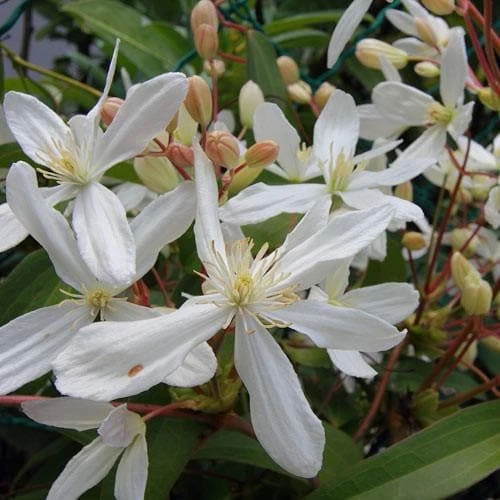 Clematis Armandi