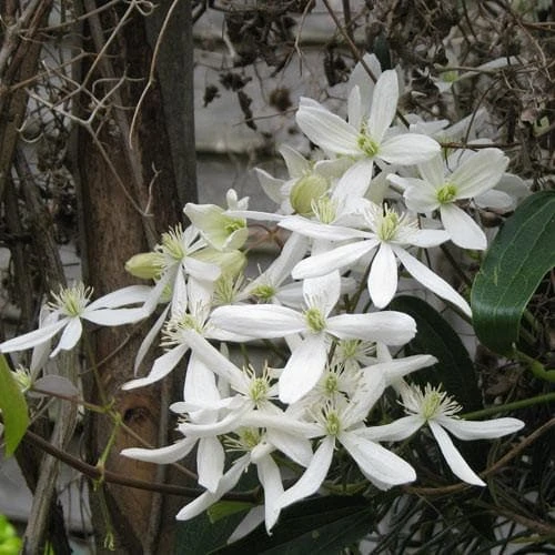 Clematis Armandi
