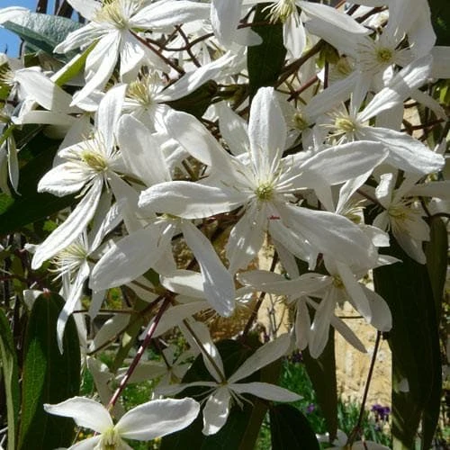 Clematis Armandi