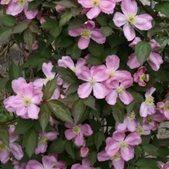 Clematis Montana Tetrarose