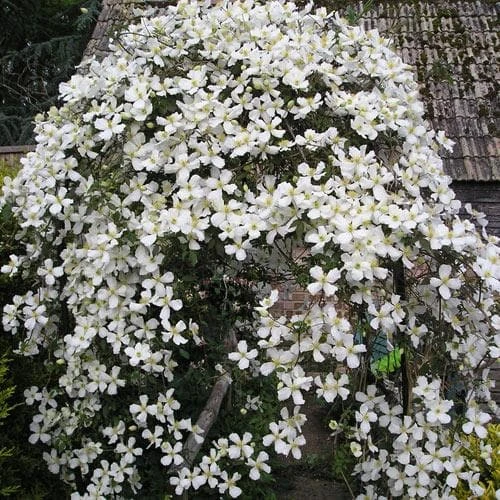 Clematis montana Grandiflora