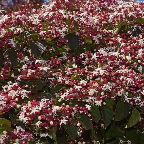 Clerodendrum trichotomum Purple Blaze