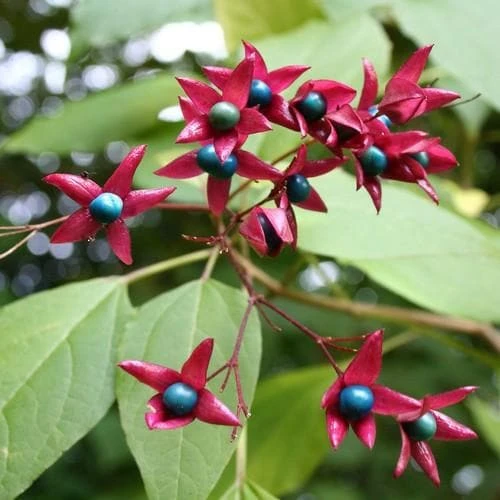 Clerodendrum trichotomum Purple Blaze