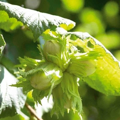 Filbert - Corylus maxima Kentish Cob