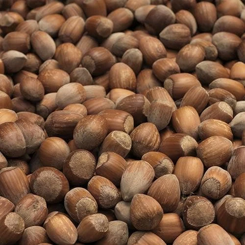 Filbert - Corylus maxima Kentish Cob