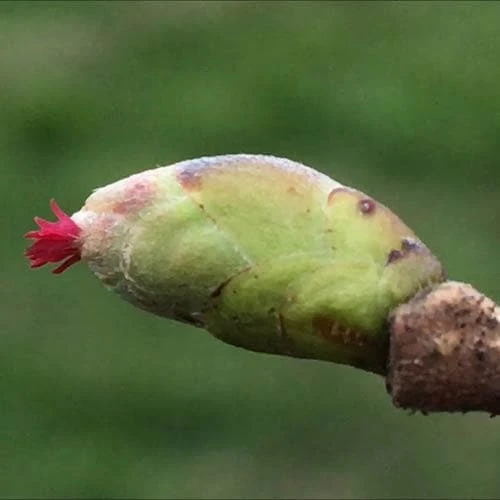 Filbert - Corylus maxima Kentish Cob
