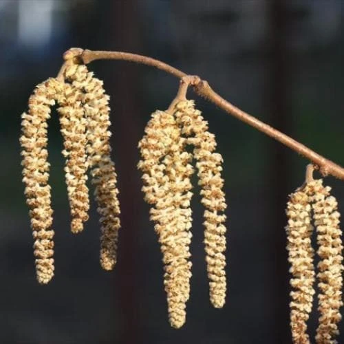 Cobnut - Corylus avellana Webb’s Prize Cob