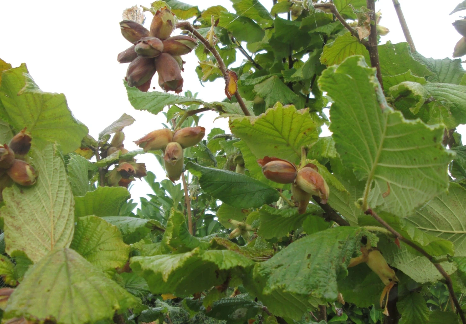 Cobnut - Corylus maxima Nottingham