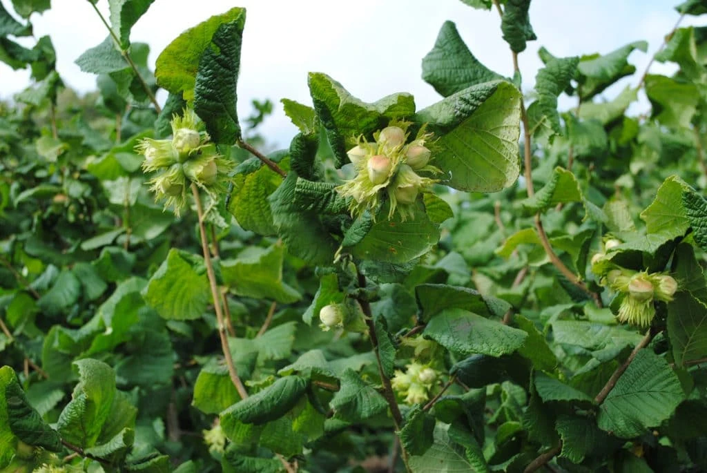 Cobnut - Corylus maxima Nottingham