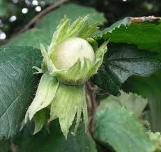 Cobnut - Corylus maxima Nottingham