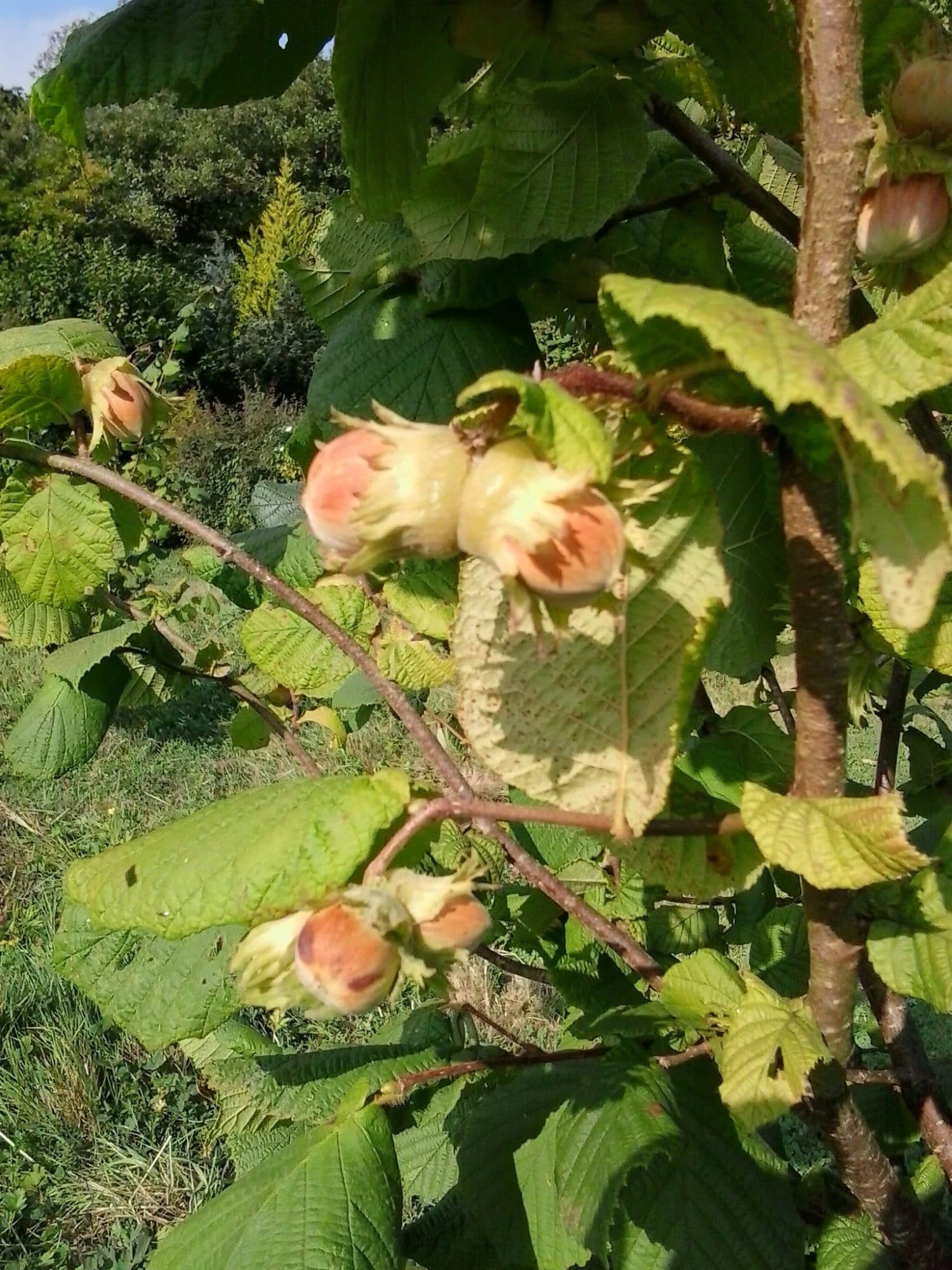 Cobnut - Corylus maxima Nottingham