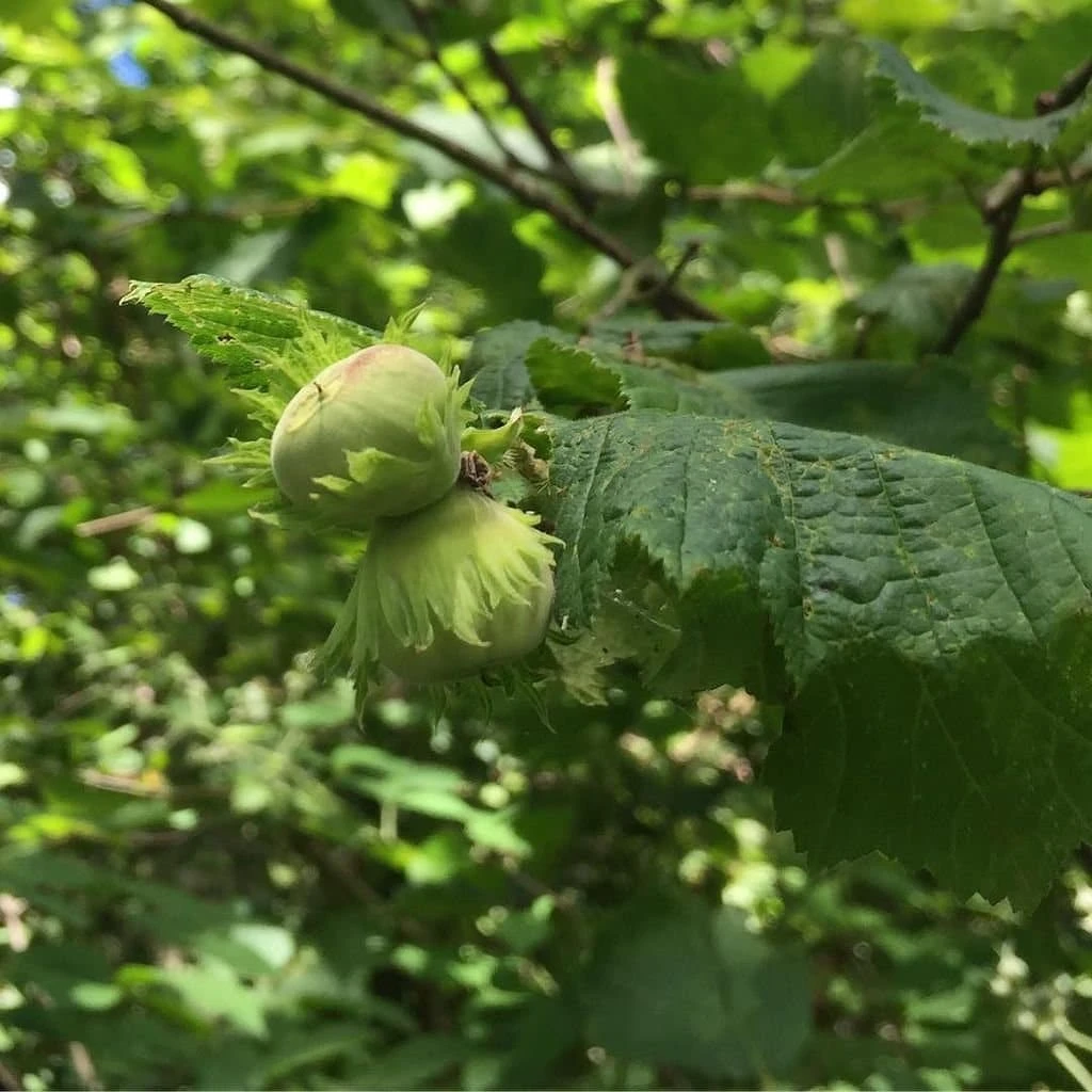 Cobnut - Corylus maxima Nottingham