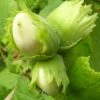 Cobnut - Corylus Avellana Tonda Di Giffoni