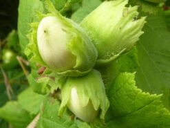 Cobnut - Corylus Avellana Tonda Di Giffoni
