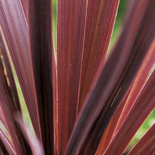 Cordyline australis Red Comet