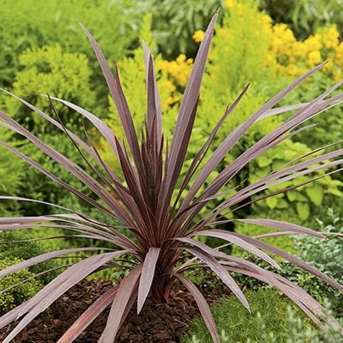 Cordyline australis Red Comet