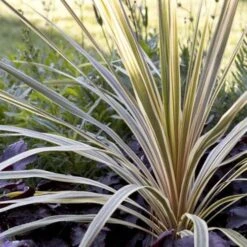 Cordyline Australis Torbay Dazzler