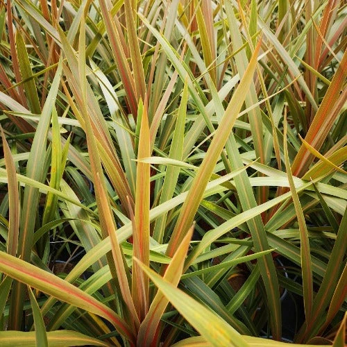 Cordyline australis Red Heart