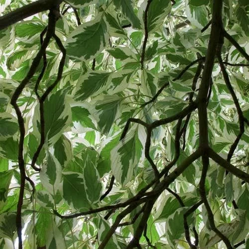 Cornus controversa Variegata - Wedding Cake Tree