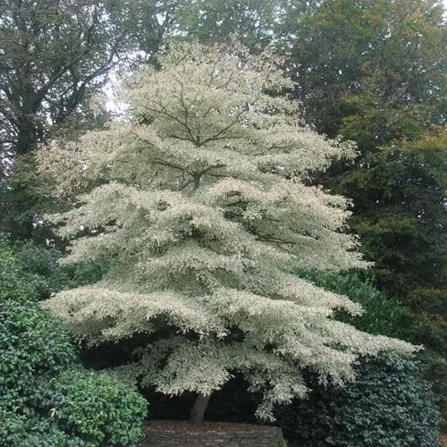 Cornus controversa Variegata - Wedding Cake Tree