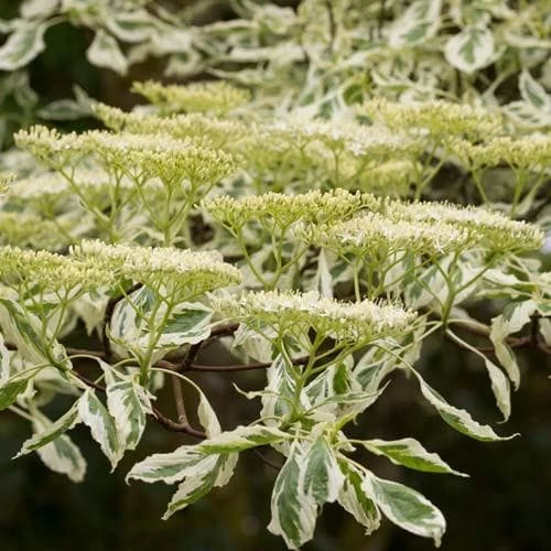Cornus controversa Variegata - Wedding Cake Tree