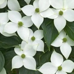 Cornus Kousa Var. Chinensis China Girl