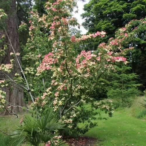 Cornus capitata Kilmacuragh Rose