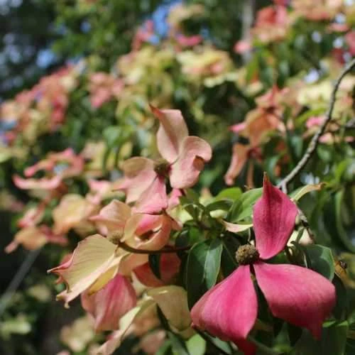 Cornus capitata Kilmacuragh Rose