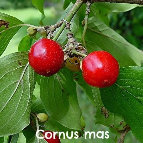 Permaculture Hedge Mix