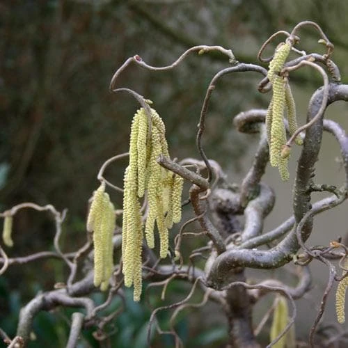 Corylus avellana Contorta