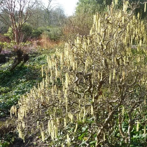 Corylus avellana Contorta