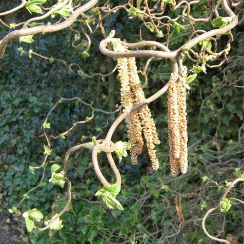 Corylus avellana Contorta