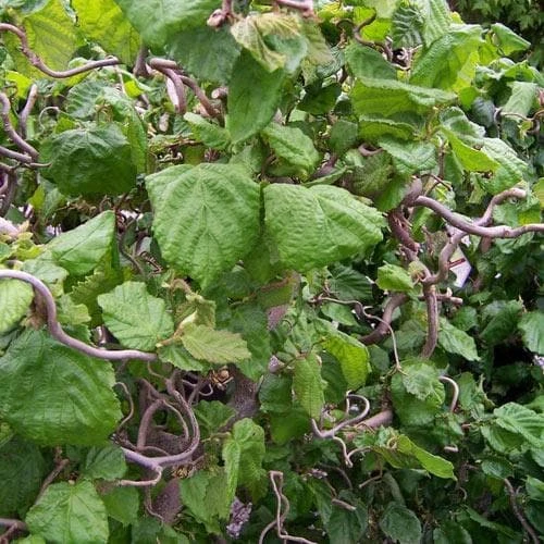 Corylus avellana Contorta