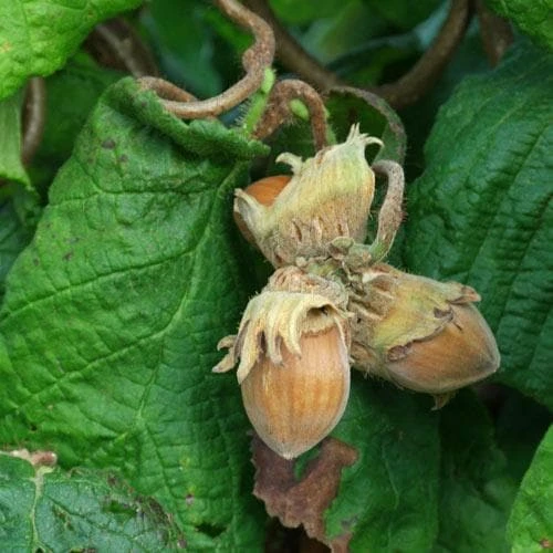 Corylus avellana Contorta