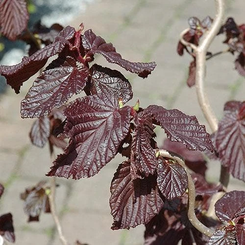 Corylus avellana Red Majestic