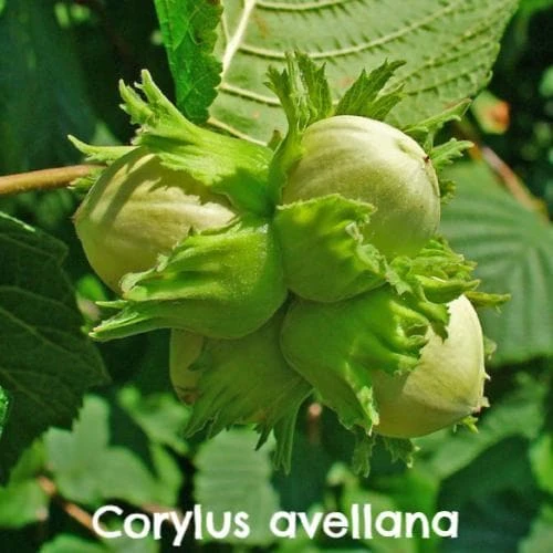 Native Wildlife Fruiting Hedge Mix