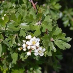 Crataegus Azarolus Geraki