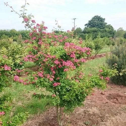 Crataegus Crimson Cloud