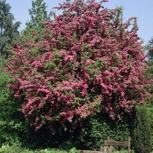 Crataegus Crimson Cloud