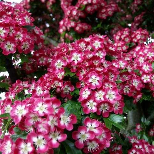 Crataegus Crimson Cloud