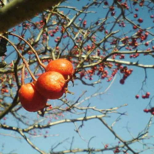 Crataegus chinensis syn. pinnatifida