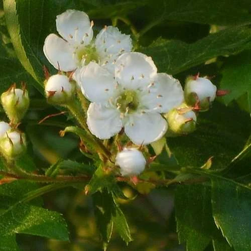 Crataegus chinensis syn. pinnatifida