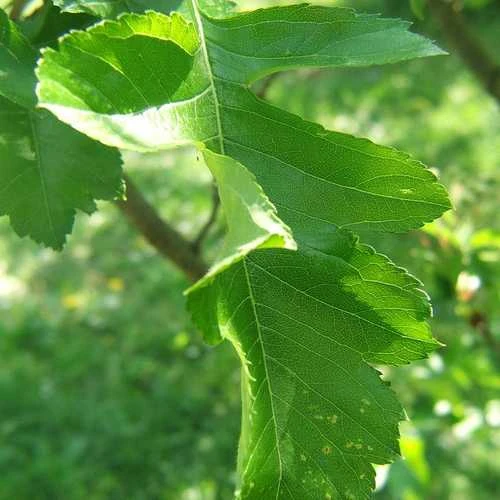 Crataegus chinensis syn. pinnatifida