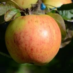 Apple Ecklinville Seedling