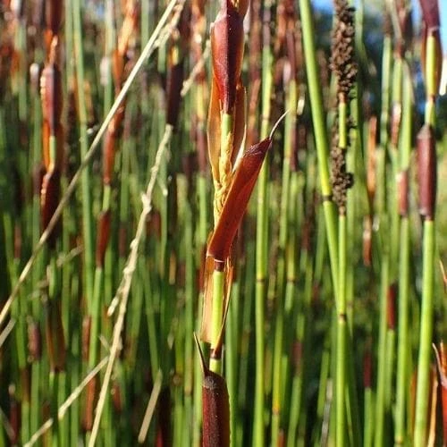 Elegia elephantina - Large Cape Rush