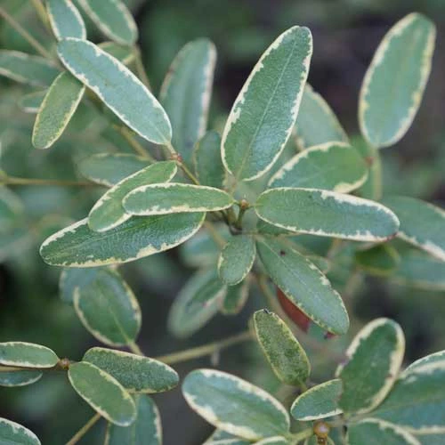 Eucryphia lucida Gilt Edge