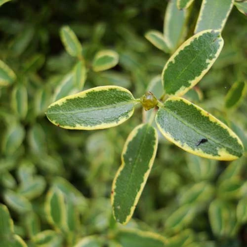 Eucryphia lucida Gilt Edge